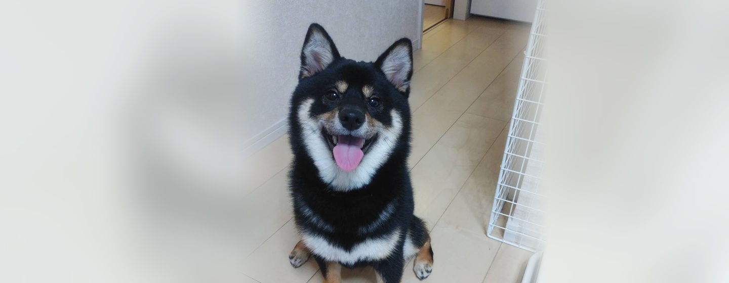 豆柴のつくねちゃん